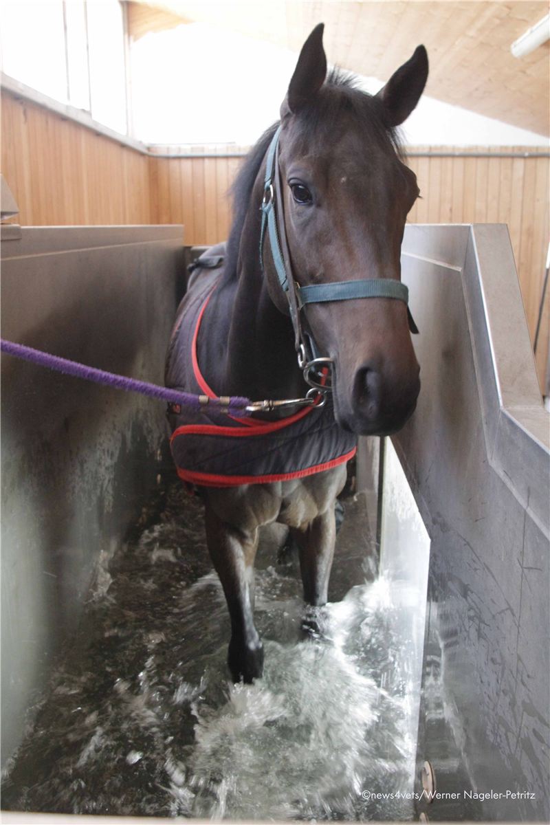 Pferd im Aquatrainer (Unterwasserlaufband)