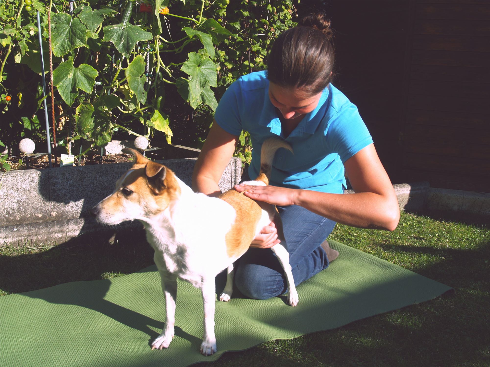 Chiropraktische Behandlung eines Hundes